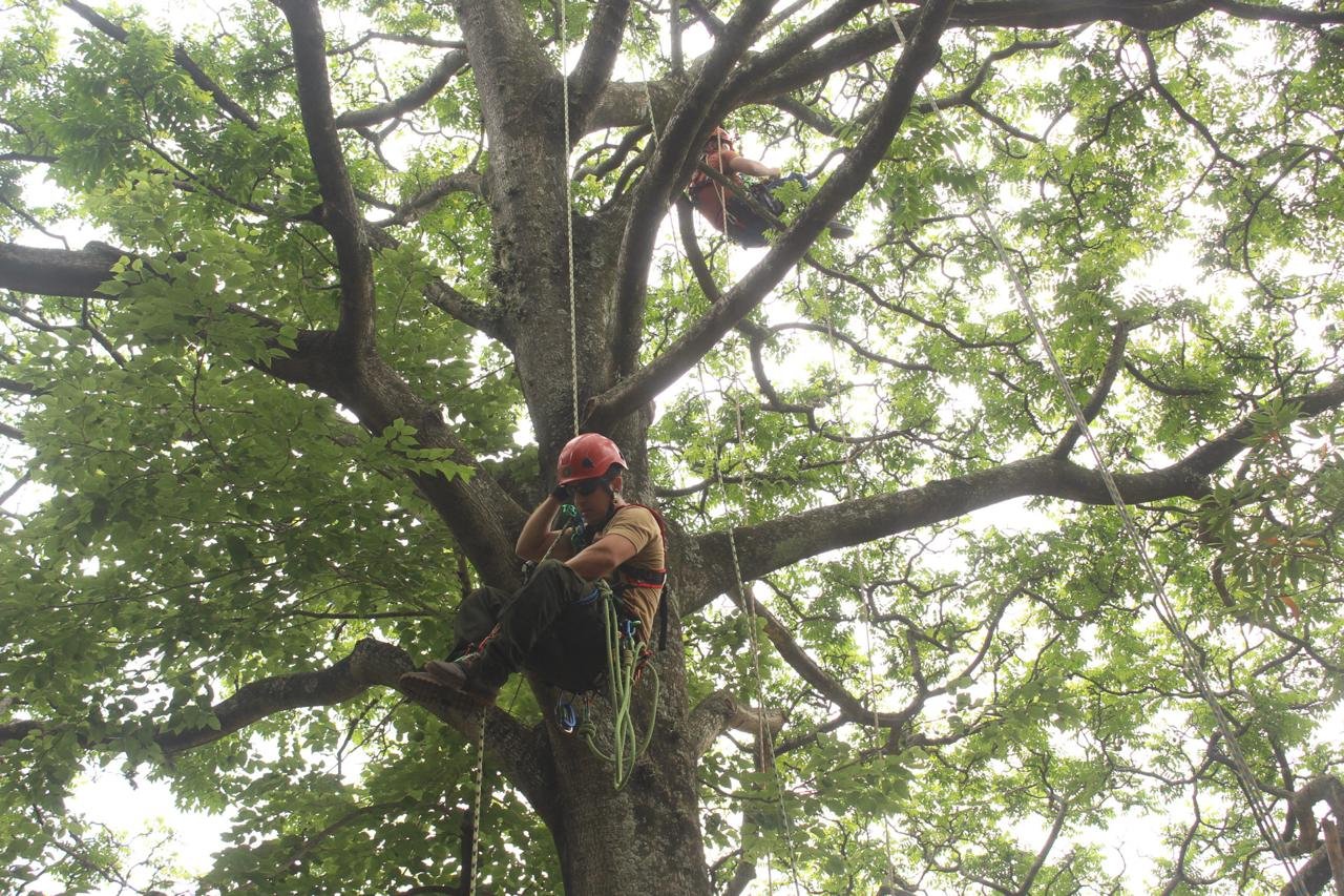 NR 35 – Acesso e Movimentação com Segurança em Árvores - Imagem 9