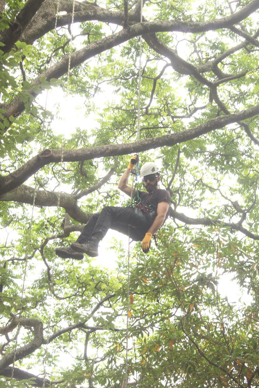 NR 35 – Acesso e Movimentação com Segurança em Árvores - Imagem 10