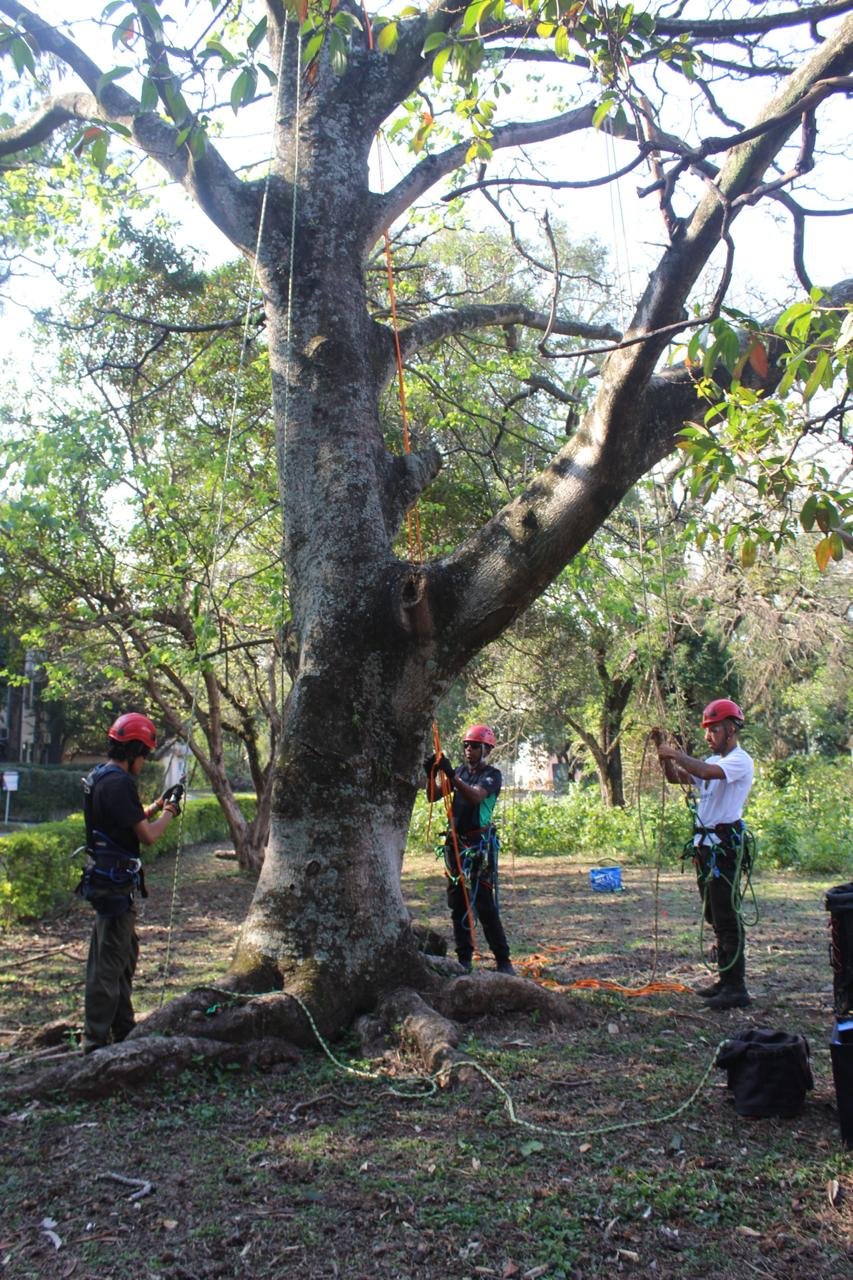 NR 35 – Acesso e Movimentação com Segurança em Árvores - Imagem 5
