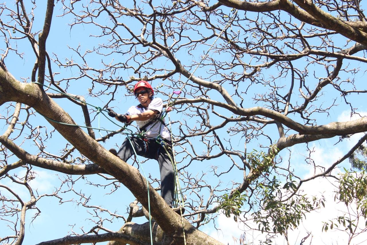 NR 35 – Acesso e Movimentação com Segurança em Árvores - Imagem 2