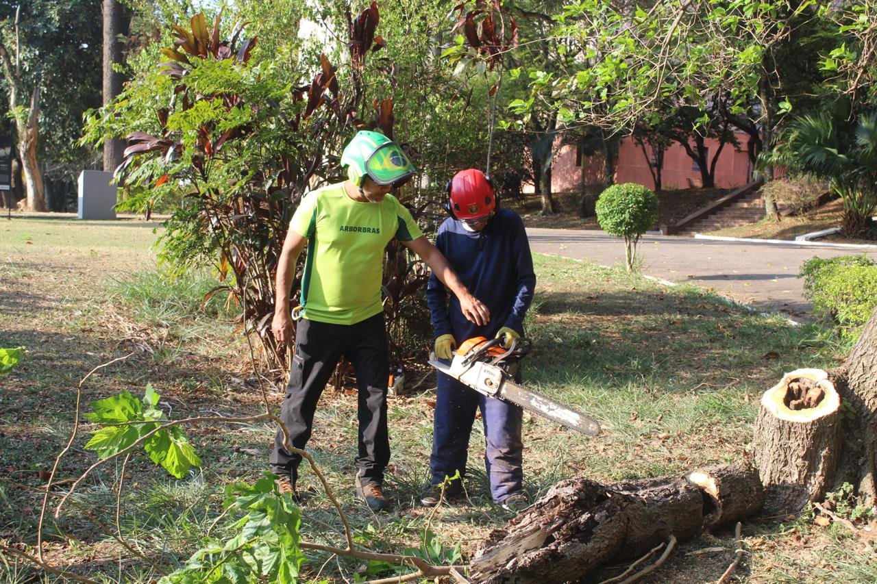 NR 12 - Uso de Motosserra com Segurança - Imagem 6