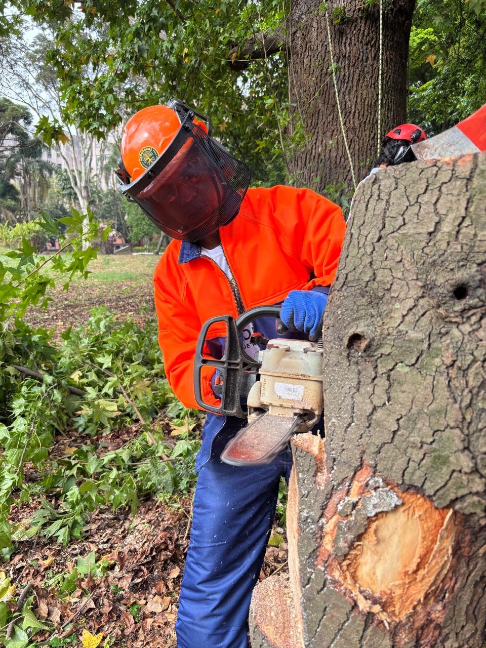 NR 12 - Uso de Motosserra com Segurança - Imagem 2